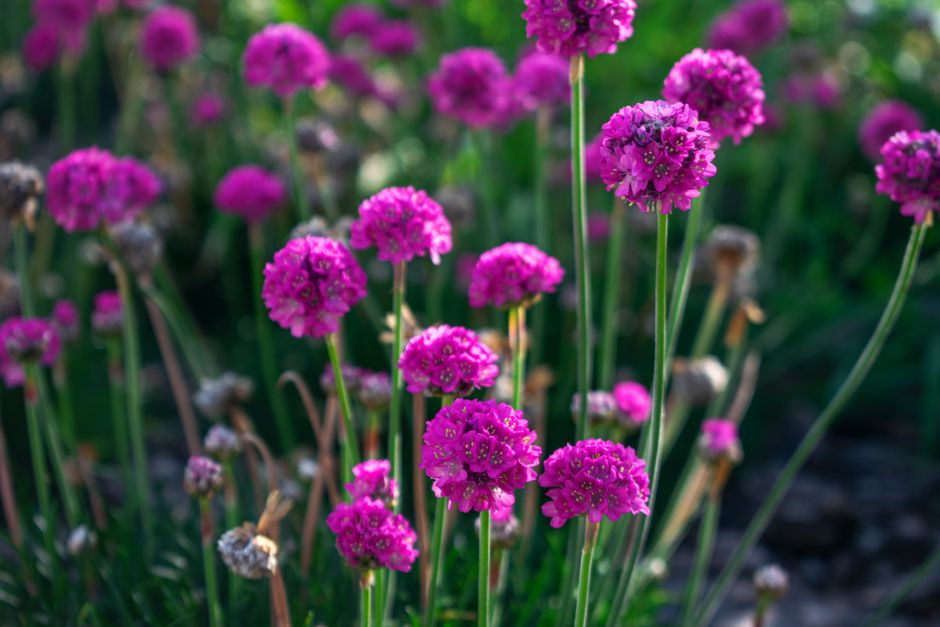 Creating a Year-Round Flower Garden in Suffolk